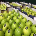 Apple Fruits