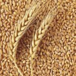 Wheat Grain